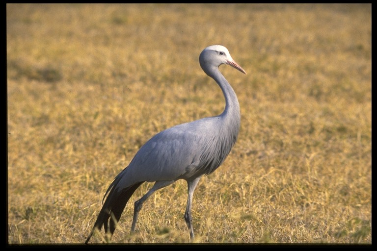 [http://st00p.homestead.com/files/birds/Blue_Crane_268022.jpg]