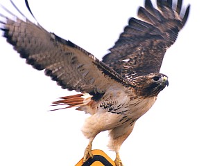 [http://st00p.homestead.com/files/birds/Red_tailed_Hawk.jpg]