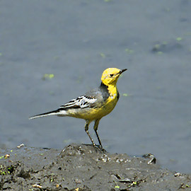 [http://st00p.homestead.com/files/birds/citrinewagtail8.jpg]