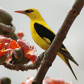 [http://st00p.homestead.com/files/birds/goldenoriole8.jpg]