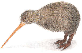 [http://st00p.homestead.com/files/birds/kiwi.jpg]